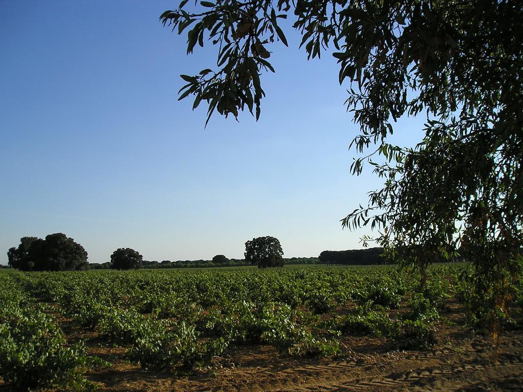 Casa Rural La Navarra Villarrobledo Zewnętrze zdjęcie